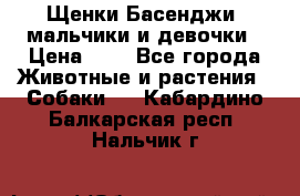 Щенки Басенджи ,мальчики и девочки › Цена ­ 1 - Все города Животные и растения » Собаки   . Кабардино-Балкарская респ.,Нальчик г.